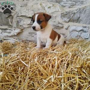 Spots, Jack Russell Terrier Puppy