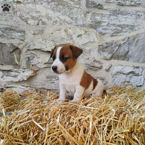 Spots, Jack Russell Terrier Puppy