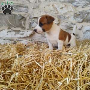 Spots, Jack Russell Terrier Puppy