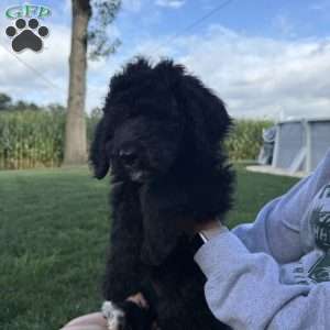 Kitt, Sheepadoodle Puppy