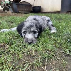 Perry, Sheepadoodle Puppy
