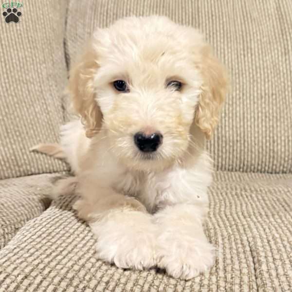 Otis, Sheepadoodle Puppy