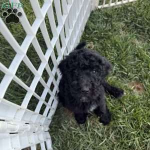 Holly, Sheepadoodle Puppy