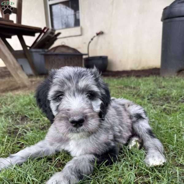 Perry, Sheepadoodle Puppy