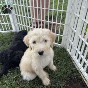 Otis, Sheepadoodle Puppy