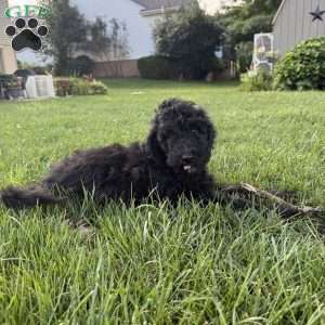 Holly, Sheepadoodle Puppy
