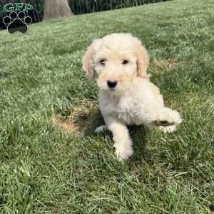Otis, Sheepadoodle Puppy