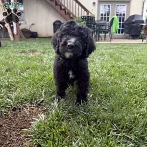 Kitt, Sheepadoodle Puppy