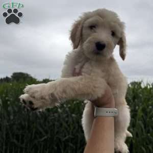 Otis, Sheepadoodle Puppy