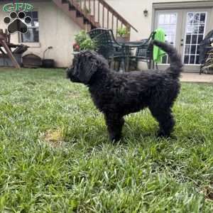 Kitt, Sheepadoodle Puppy