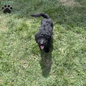 Kitt, Sheepadoodle Puppy