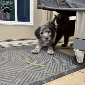 Perry, Sheepadoodle Puppy