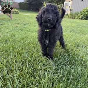 Holly, Sheepadoodle Puppy