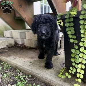Holly, Sheepadoodle Puppy