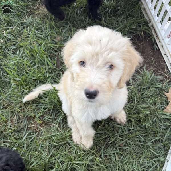 Otis, Sheepadoodle Puppy
