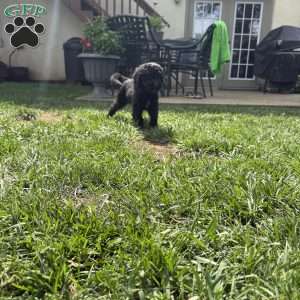 Holly, Sheepadoodle Puppy