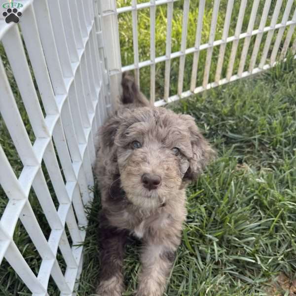 Hadley, Sheepadoodle Puppy