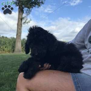 Holly, Sheepadoodle Puppy