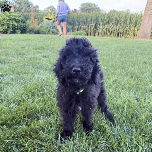Holly, Sheepadoodle Puppy