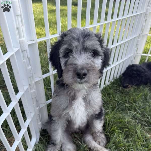 Perry, Sheepadoodle Puppy