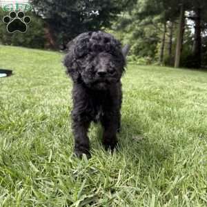 Holly, Sheepadoodle Puppy
