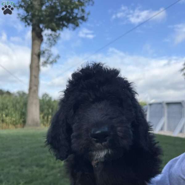 Kitt, Sheepadoodle Puppy