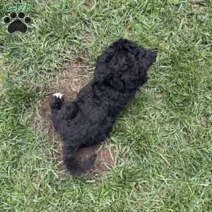 Kitt, Sheepadoodle Puppy