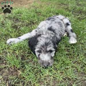 Perry, Sheepadoodle Puppy