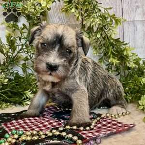 Torrey, Miniature Schnauzer Puppy