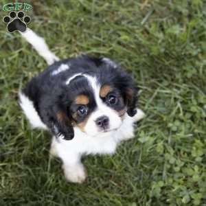 Leo, Cavalier King Charles Spaniel Puppy