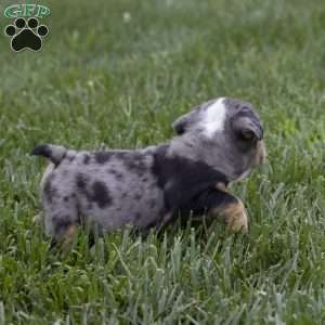 Chloe, English Bulldog Puppy