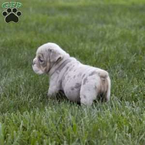 Carrie, English Bulldog Puppy