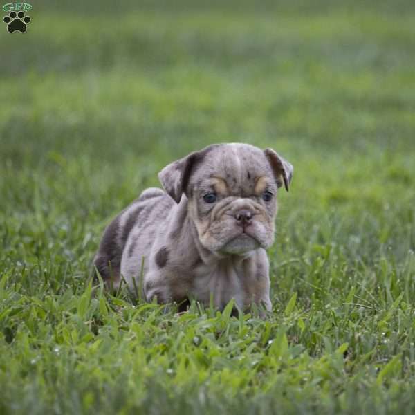 Connie, English Bulldog Puppy