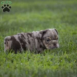 Connie, English Bulldog Puppy