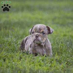 Connie, English Bulldog Puppy