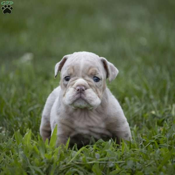 Carrie, English Bulldog Puppy