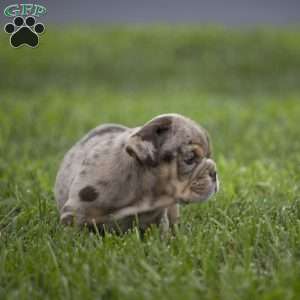 Connie, English Bulldog Puppy