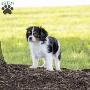 Leo, Cavalier King Charles Spaniel Puppy