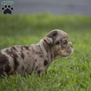 Connie, English Bulldog Puppy