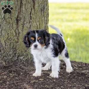 Leo, Cavalier King Charles Spaniel Puppy