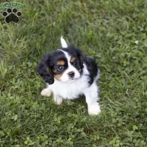 Leo, Cavalier King Charles Spaniel Puppy