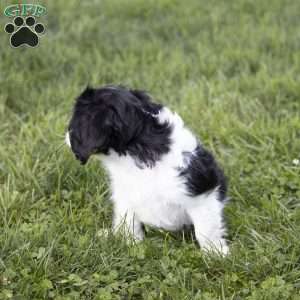 Leo, Cavalier King Charles Spaniel Puppy