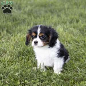 Leo, Cavalier King Charles Spaniel Puppy