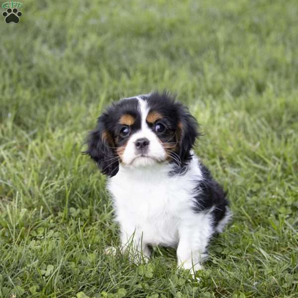 Leo, Cavalier King Charles Spaniel Puppy