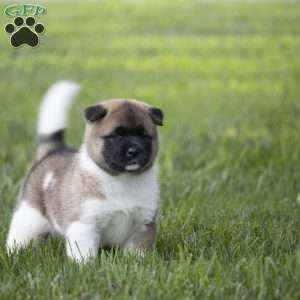 Desme, Akita Puppy