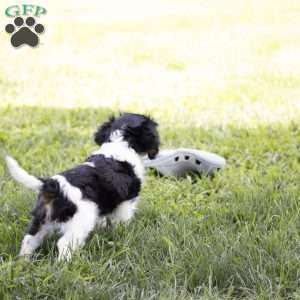 Leo, Cavalier King Charles Spaniel Puppy