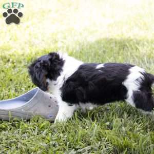 Leo, Cavalier King Charles Spaniel Puppy