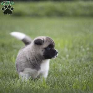 Diamond, Akita Puppy