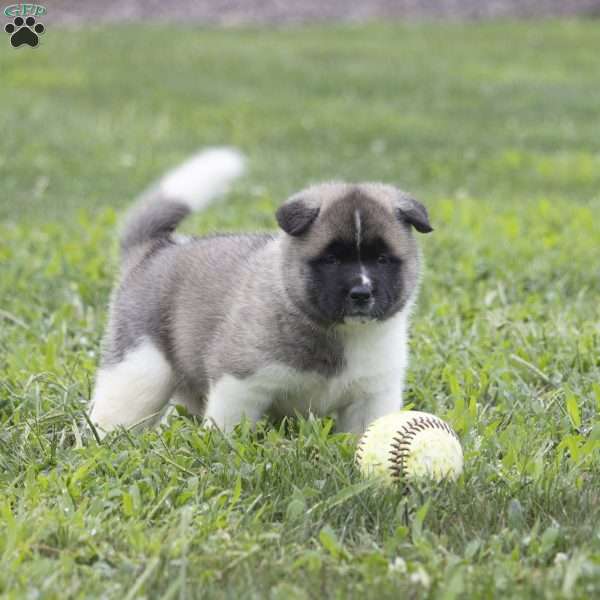 Diamond, Akita Puppy