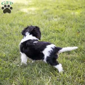 Leo, Cavalier King Charles Spaniel Puppy